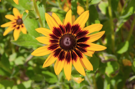 One beautiful colorful Rudbeckia flower close-up in sunny summer flower bedの写真素材