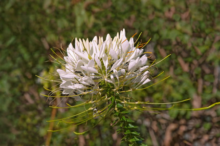 One beautiful white Cleome flower closeup on a sunny summer dayの写真素材