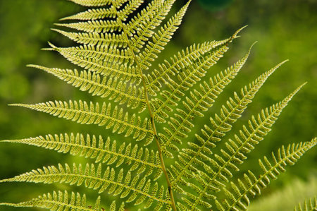 Beautiful green twig of Pteridium aquilinum in the sun on an abstract backgroundの写真素材