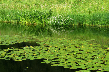 Beautiful herbs, spikelets and flowers on the river bank with water liliesの写真素材