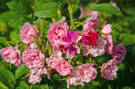 Beautiful pink flowers Rosa Pink Grootendorst close-up in the garden on a sunny dayの写真素材