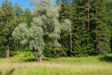 Beautiful trees and grasses on a sunny meadow in a summer forestの写真素材