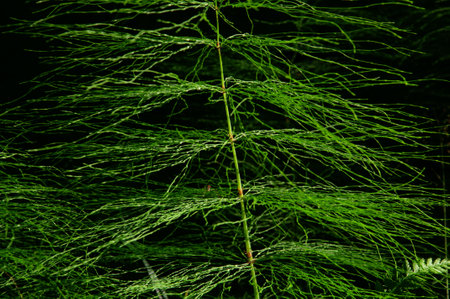 Beautiful green twig of Equisetum sylvaticum in the sun on a black backgroundの写真素材