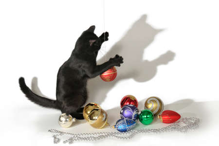 Black cat on a white background playing with Christmas toys の写真素材