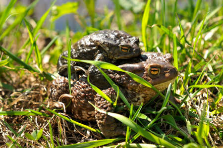 Reproduction of toads. Male and female toads on the grass, spring.の写真素材
