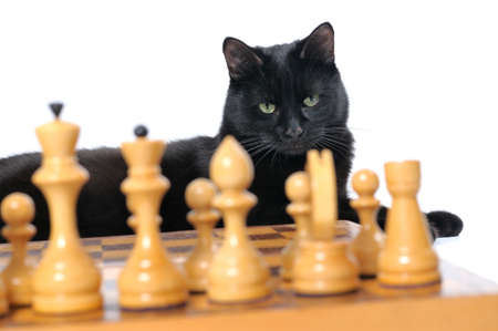 Black cat lies near the chessboard isolated on white background.の写真素材