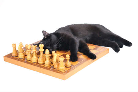 Black cat sleeps on a chess board with figures isolated on white background.の写真素材