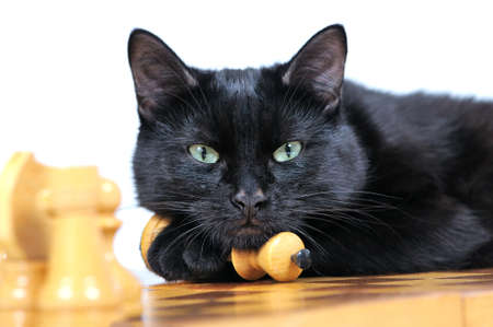 Black cat lying on the chessboard looking at the camera isolated on white background.の写真素材