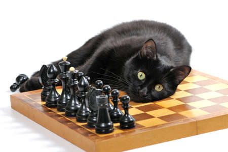 Black cat lying on the chessboard with figures looking at the camera isolated on white backgroundの写真素材