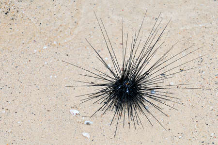 Sea urchin on beach sand.の写真素材