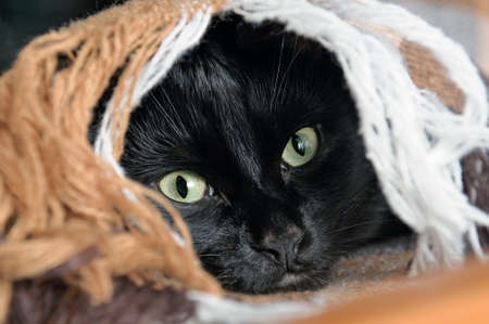 Head of a black cat looks out from under a plaid.の写真素材