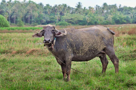 The female buffalo grazing on a green meadow against the forest, looking at the camera. Goa, India.の写真素材
