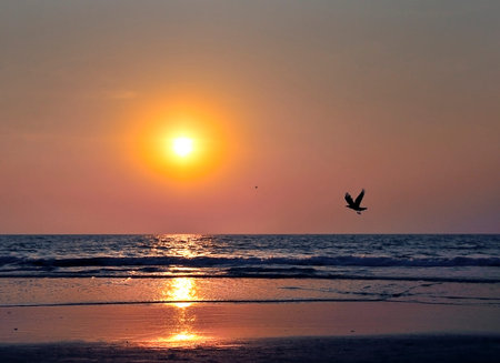 View from a beach on a sunset over the ocean and a silhouette of the flying crow. India, Goa