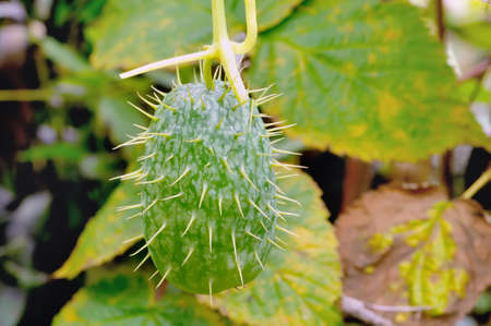 Fruit of squirting cucumber plants (Ecballium elaterium) on a background of green leaves.の写真素材
