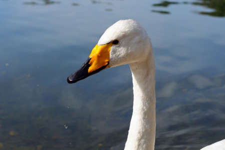 Head and neck of white swan on a background of the water surfaceの写真素材