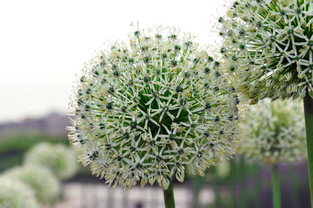 Wild leek (Allium) white flowers growing in the garden.の写真素材