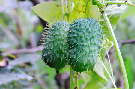 Fruits of squirting cucumber plants (Ecballium elaterium) on a background of green leaves.の写真素材