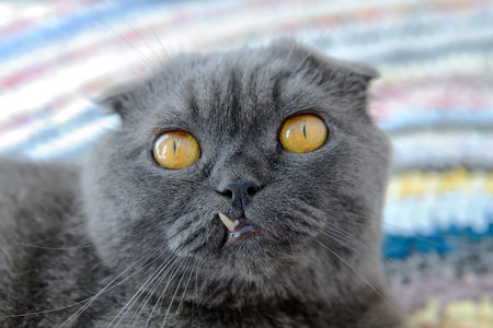 Portrait of a cat of Scottish fold at whom one of canines has incorrectly grownの写真素材
