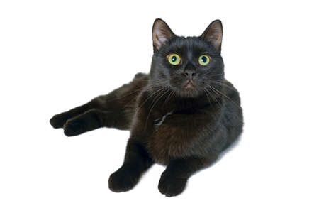 Black cat lying looking up isolated on white background.の写真素材