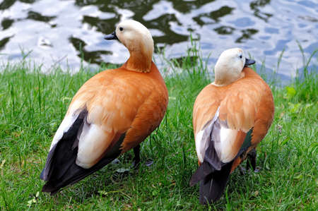 Two Ruddy shelducks (Tadorna ferruginea) on the green grass against a blue pondの写真素材
