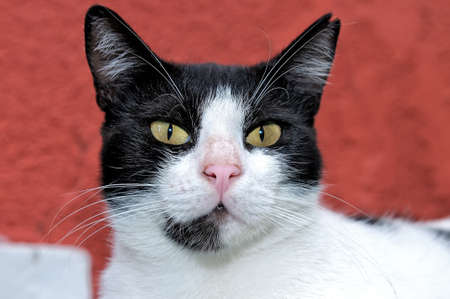 Portrait of a black-and-white cat on a red backgroundの写真素材
