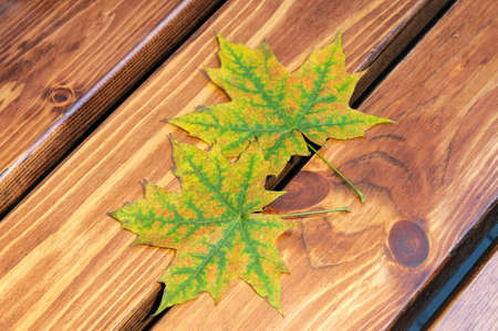 Autumn yellow-green maple leaves on brown wooden boards.の写真素材