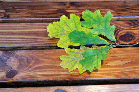 Autumn yellow and green oak leaves on wooden boards.の写真素材