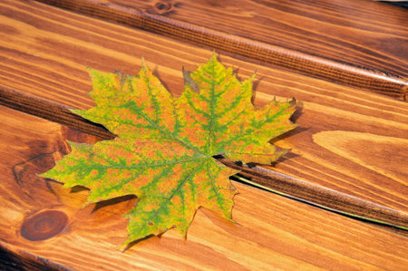 Autumn yellow-green maple leaf on brown wooden boards.