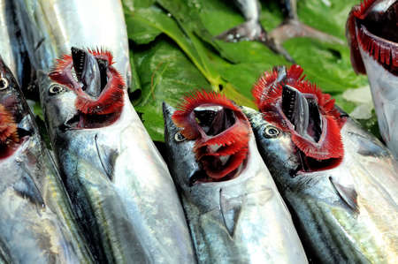 Raw fish scomber with splayed gills on the counter on a green backgroundの写真素材