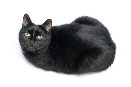 Black cat lies and looks at the camera  isolated on a white backgroundの写真素材