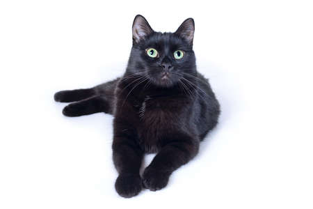 Black cat lying outstretched front paws looking at the camera isolated on white backgroundの写真素材