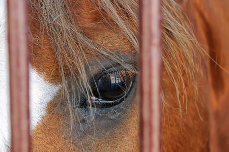 Eye of a brown horse between metal rods close upの写真素材