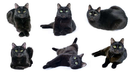 Collection of images of black cat lying in various poses isolated on a white backgroundの写真素材