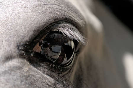 Eye of a white horse close up.の写真素材