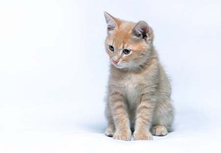 Little ginger kitten sits on a gray background and looks aside