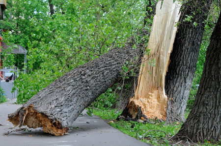 Broken tree fell on the asphalt and closed the pedestrian road in the townの写真素材
