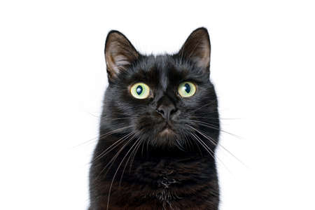 Studio portrait of the head of young black cat isolated on white background, looking at the cameraの写真素材
