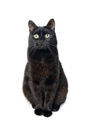 Studio portrait of the young black cat is sitting on a white background looting at camera, is isolated on whiteの写真素材