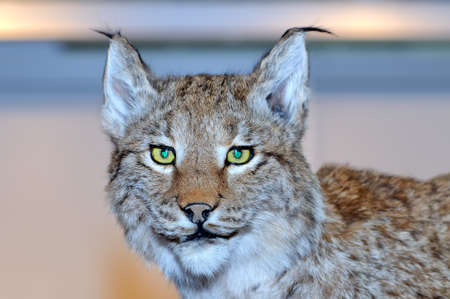 Scarecrow stuffed lynx muzzle, taxidermy.の写真素材