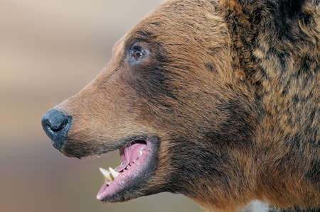 The stuffed head of a snarling brown bear Ursus arctos in Latin - symbol of Russia. Taxidermy muzzle of bear with grin mouth and teethの写真素材
