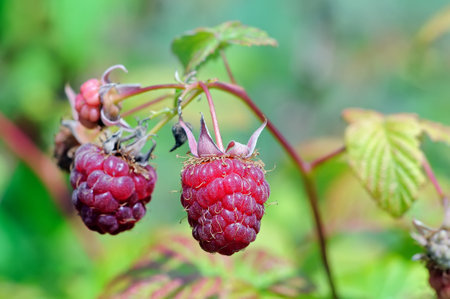 Berry of ripe raspberry on a branch in a garden on blurred green background. Macro shooting. Shallow...