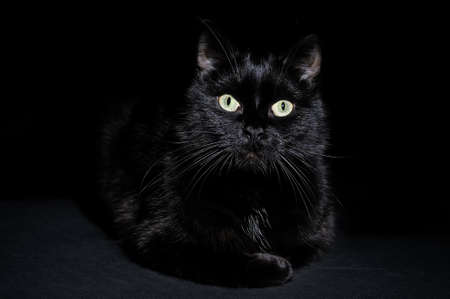 Postcard for Halloween: muzzle of a black cat with burning eyes on a black backgroundの写真素材