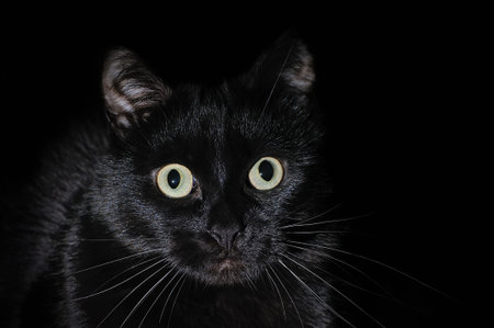 Beautiful young black cat on a black background, looking at the camera. Portrait of a black catの写真素材