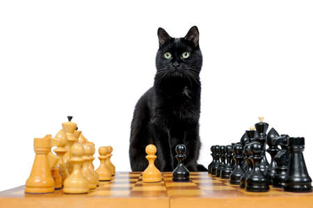 Black cat sits near chess is isolated on a white background. Black cat and chessmenの写真素材