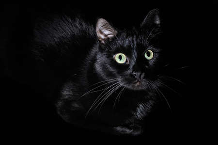 Portrait of a domestic black cat on a black background. Black cat looking at the cameraの写真素材