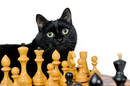 Black cat lying near white chessmen, looking in the camera is isolated on a white backgroundの写真素材