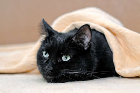Portrait of a black cat lying under a plaid. The head of a black cat snugly look out from under a plaid.の写真素材