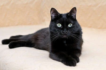 Cute black cat snugly lying on a plaid stretching its paws and looking at the camera.の写真素材
