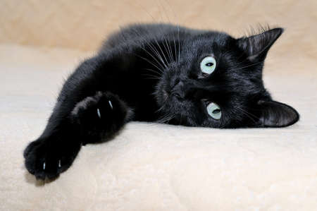 Cute black cat snugly lying on a plaid stretching its paws and looking at the camera.の写真素材