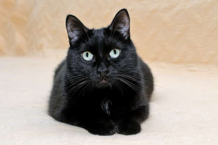 Cute black cat snugly lying on a plaid stretching its paws and looking at the camera.